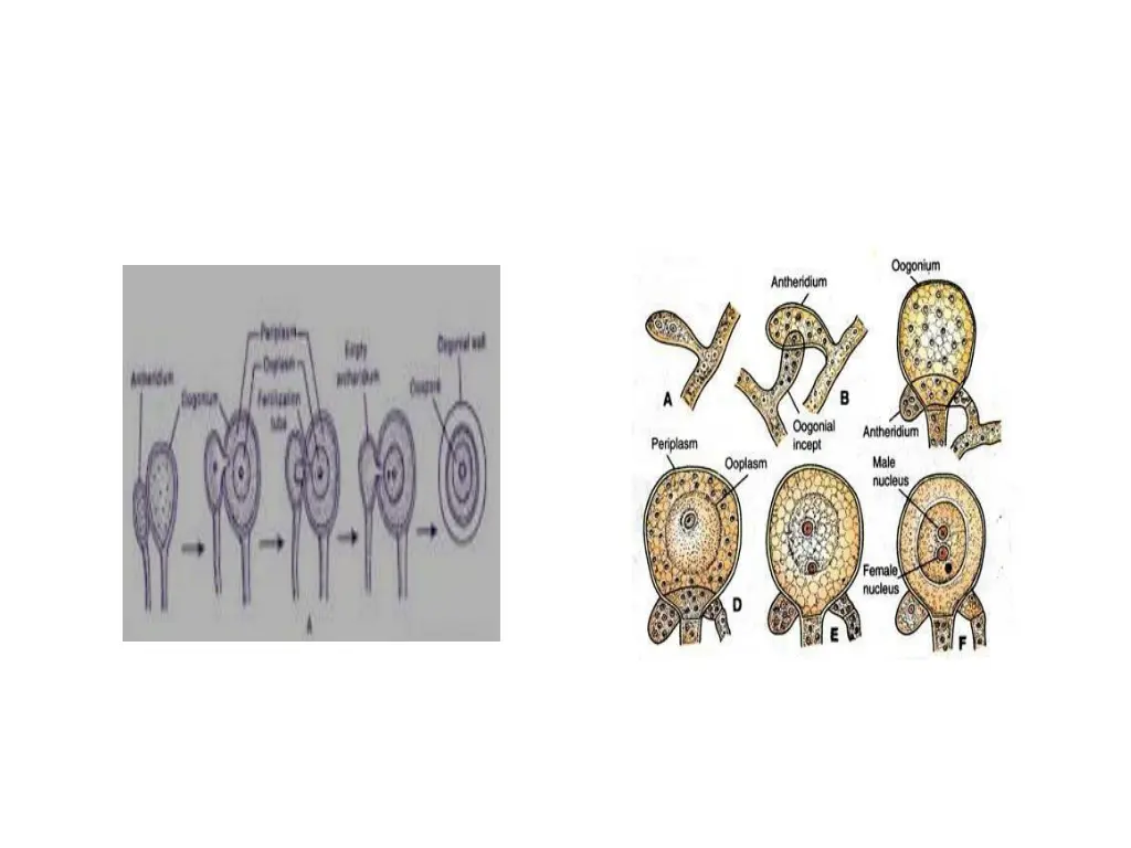 phytophthora infestans 1