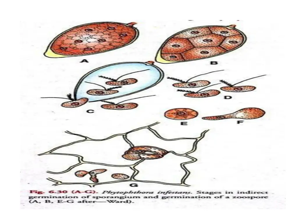 phytophthora infestans