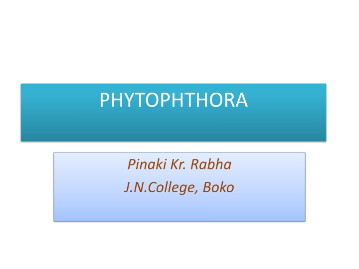 phytophthora