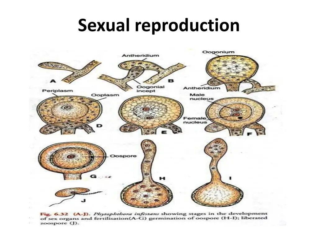 sexual reproduction