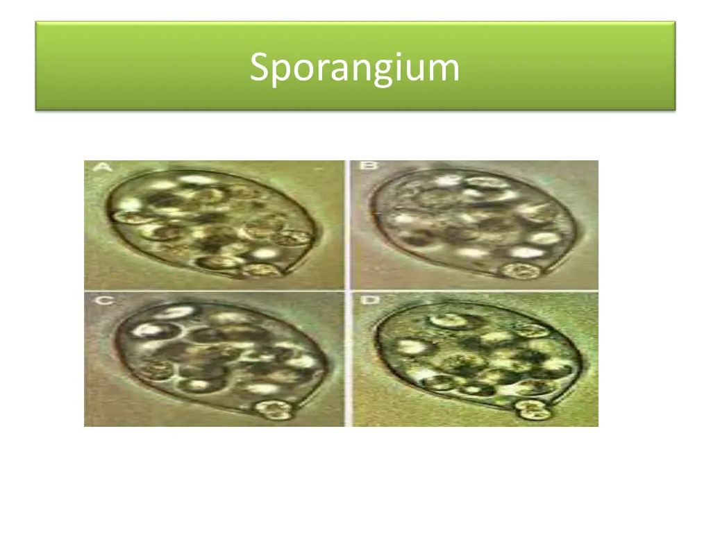 sporangium