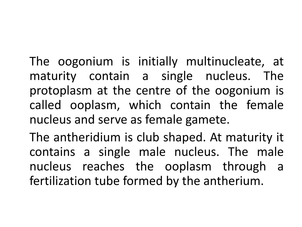 the oogonium is initially multinucleate