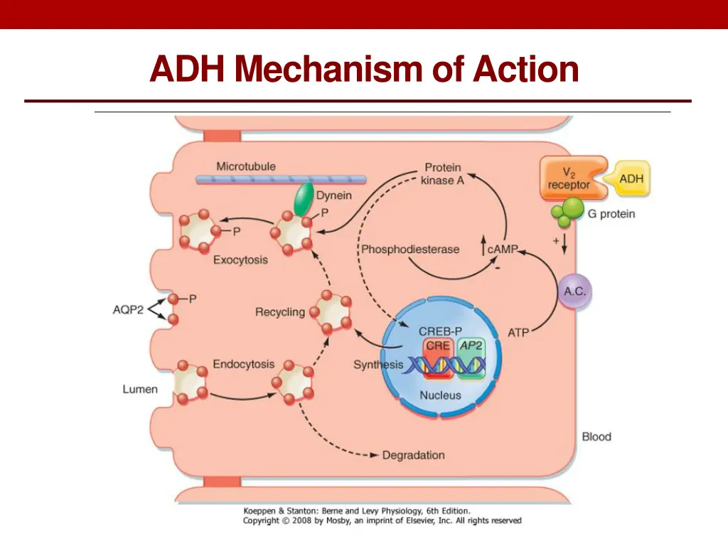 adh mechanism of action