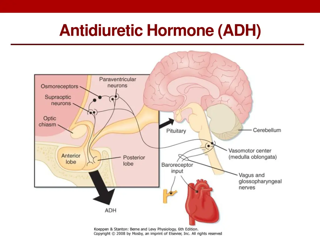 antidiuretic hormone adh