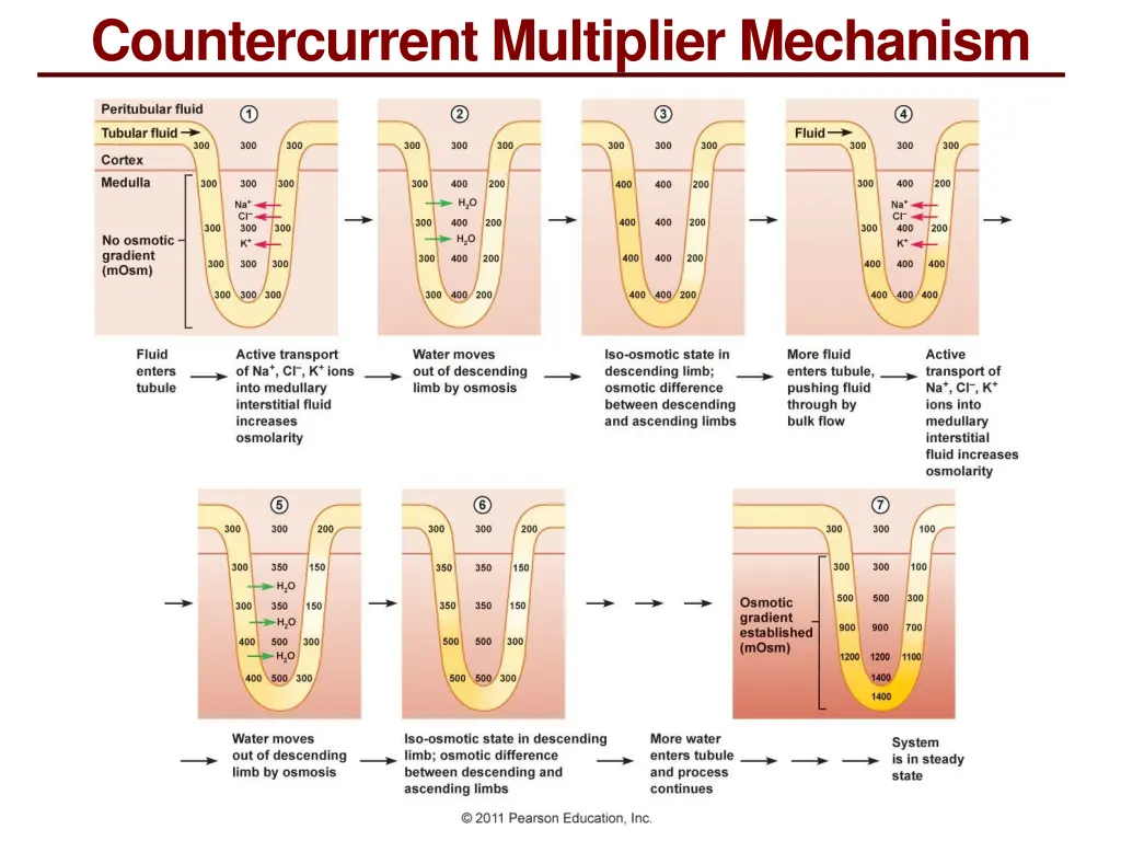 countercurrent multiplier mechanism