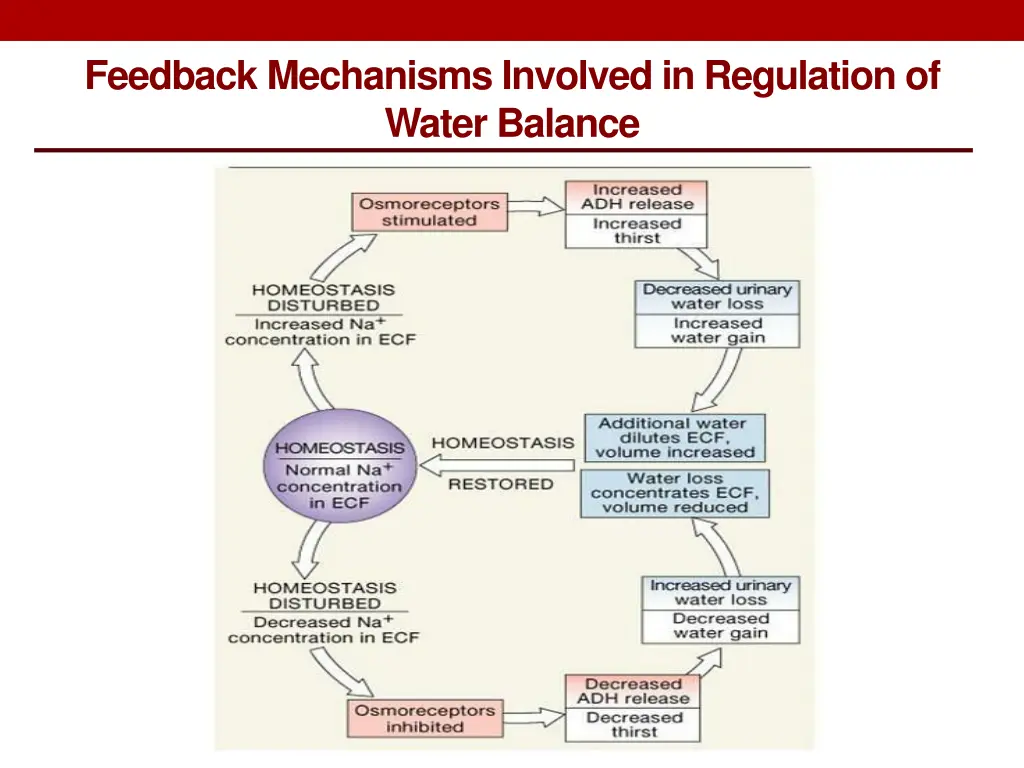 feedback mechanisms involved in regulation