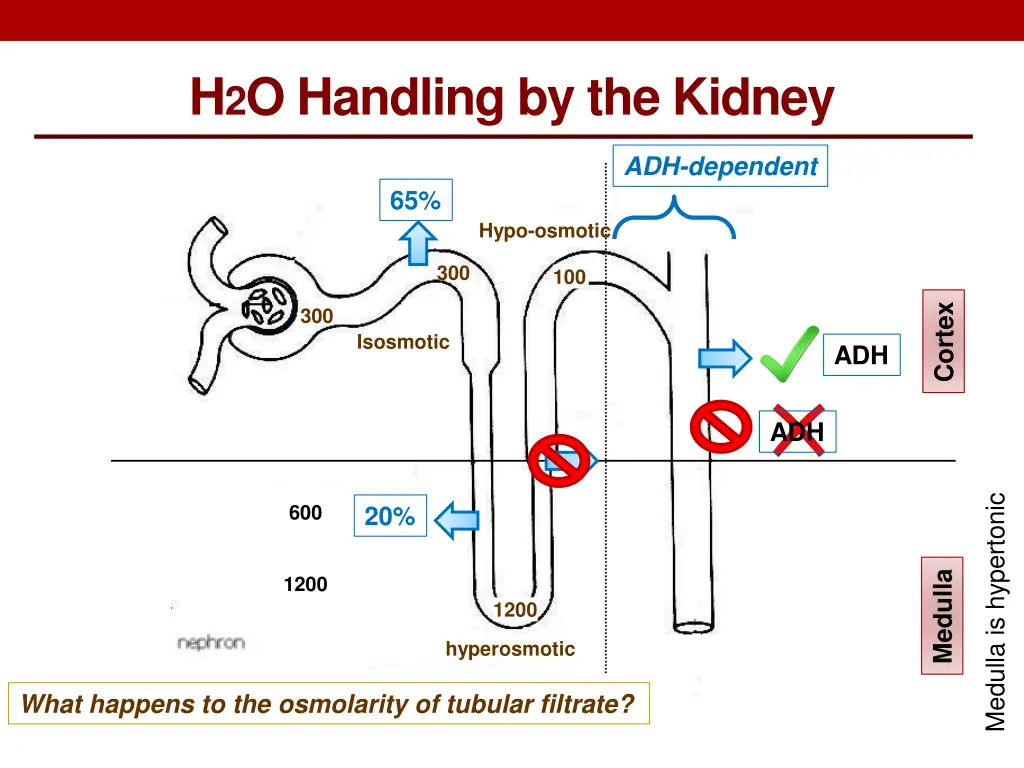 h 2 o handling by the kidney