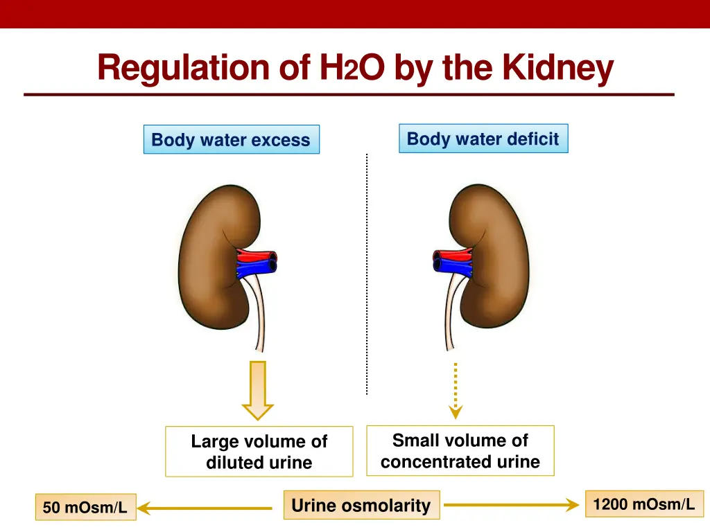 regulation of h 2 o by the kidney