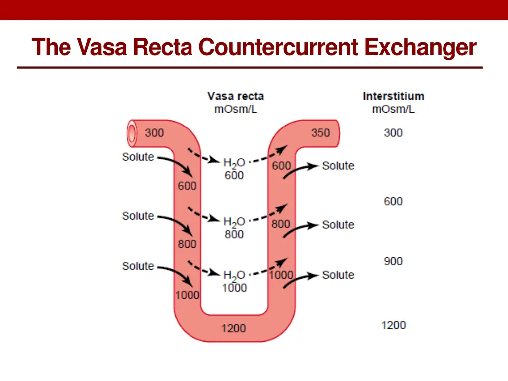 the vasa recta countercurrent exchanger 1