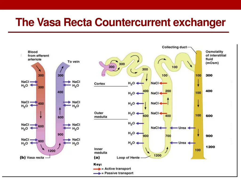 the vasa recta countercurrent exchanger