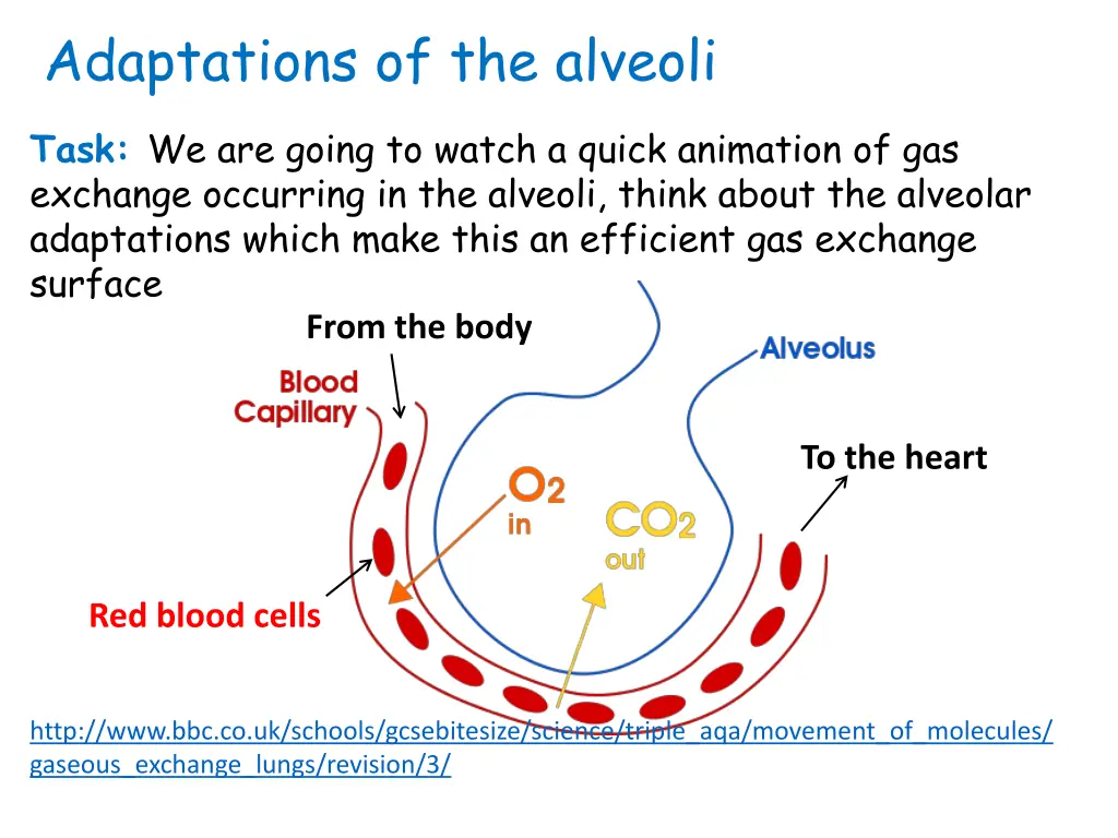 adaptations of the alveoli