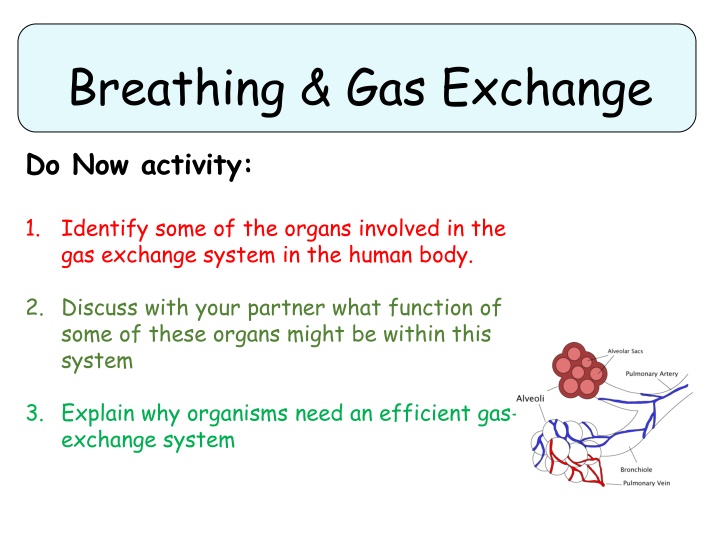 breathing gas exchange