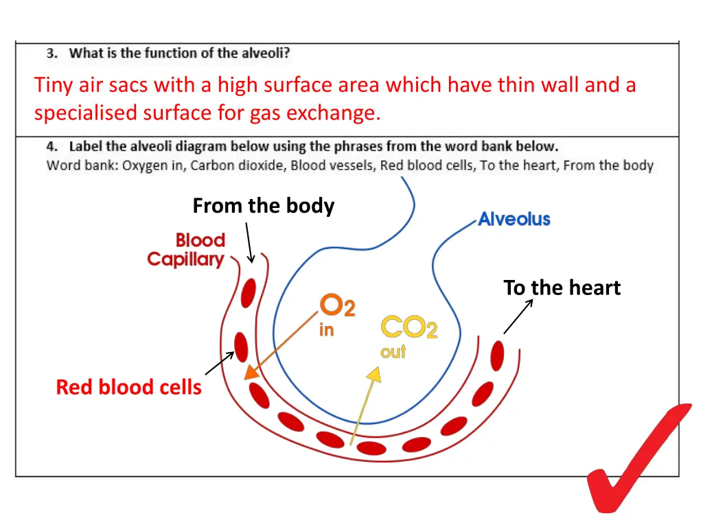 tiny air sacs with a high surface area which have