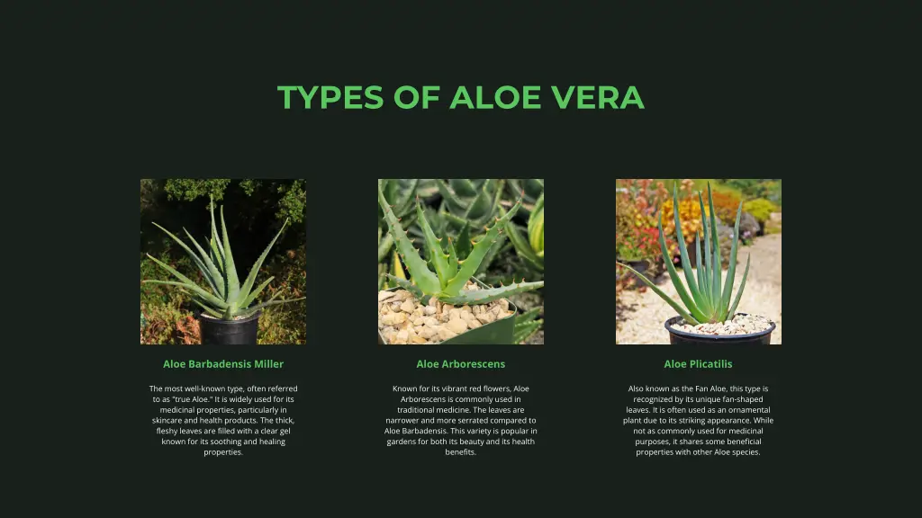 types of aloe vera