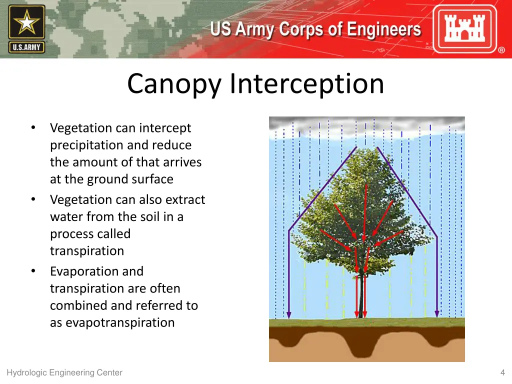 canopy interception