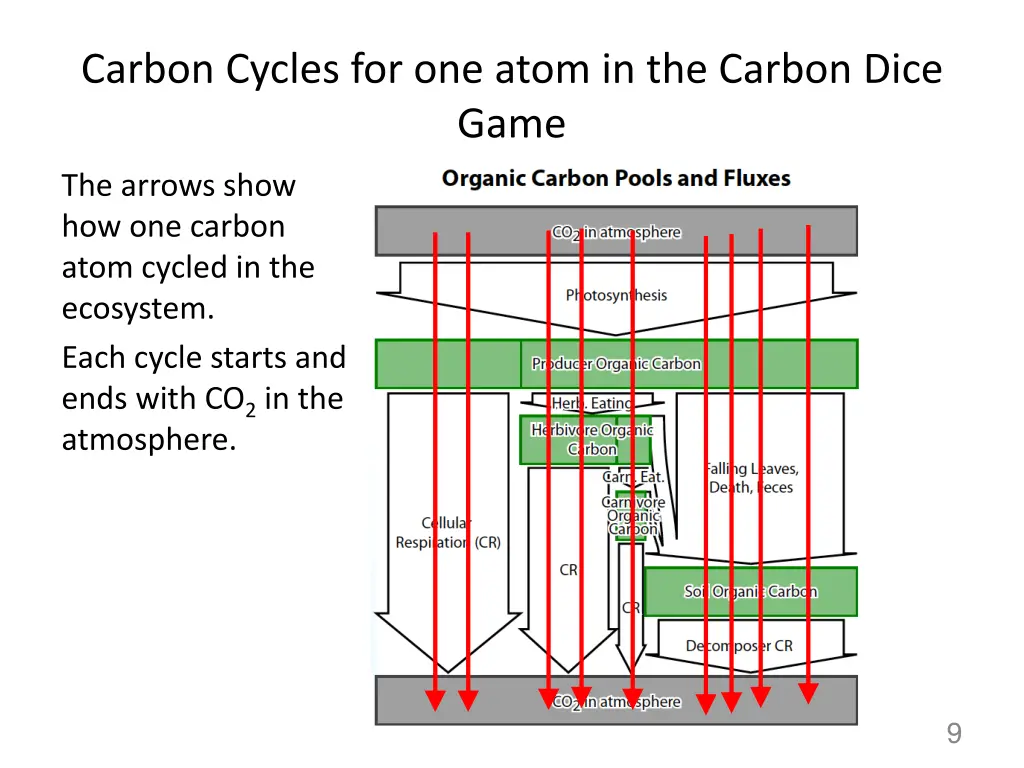 carbon cycles for one atom in the carbon dice game