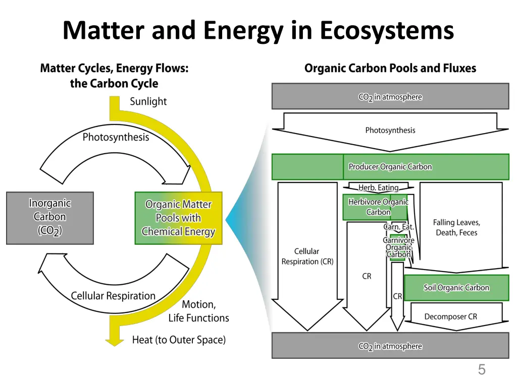 matter and energy in ecosystems