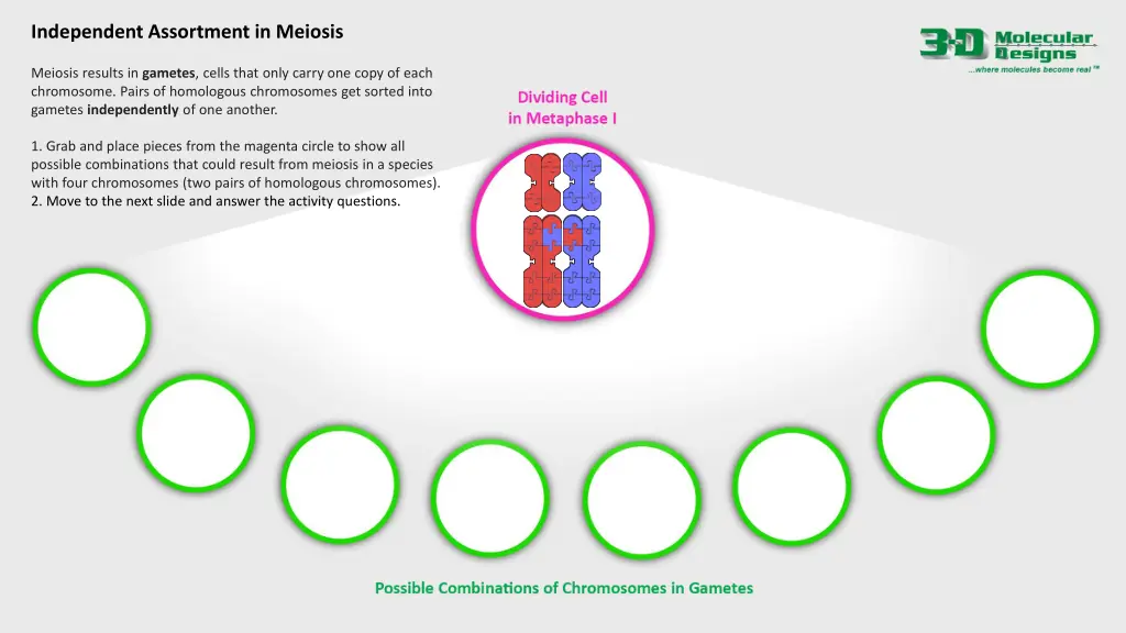 independent assortment in meiosis