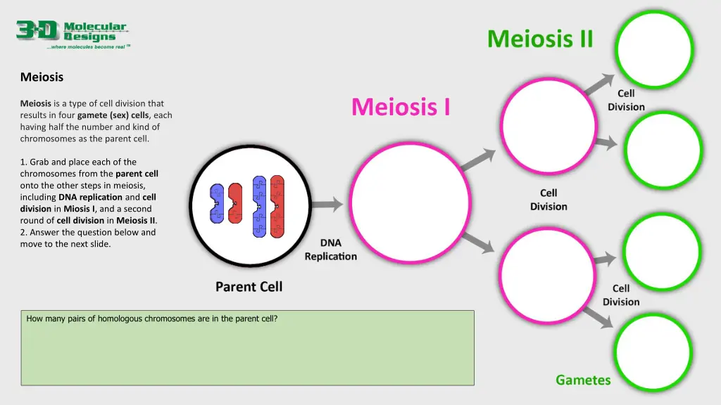 meiosis