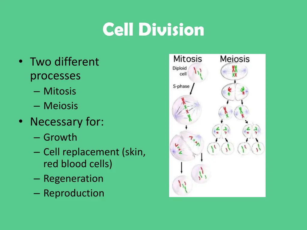 cell division