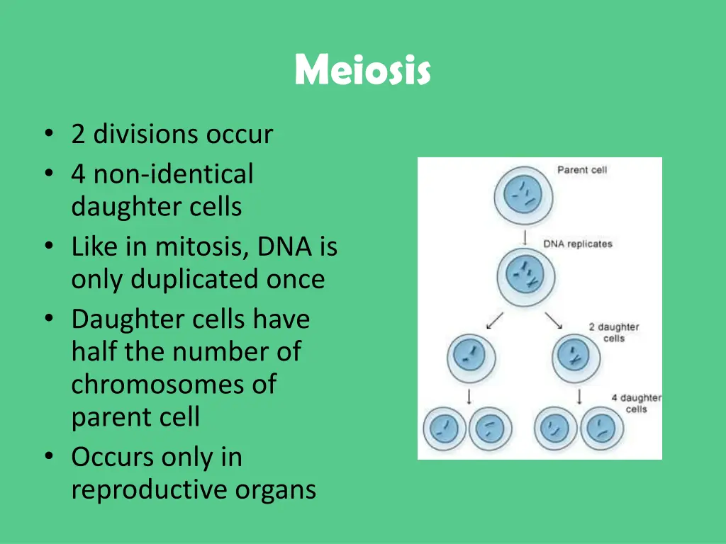 meiosis