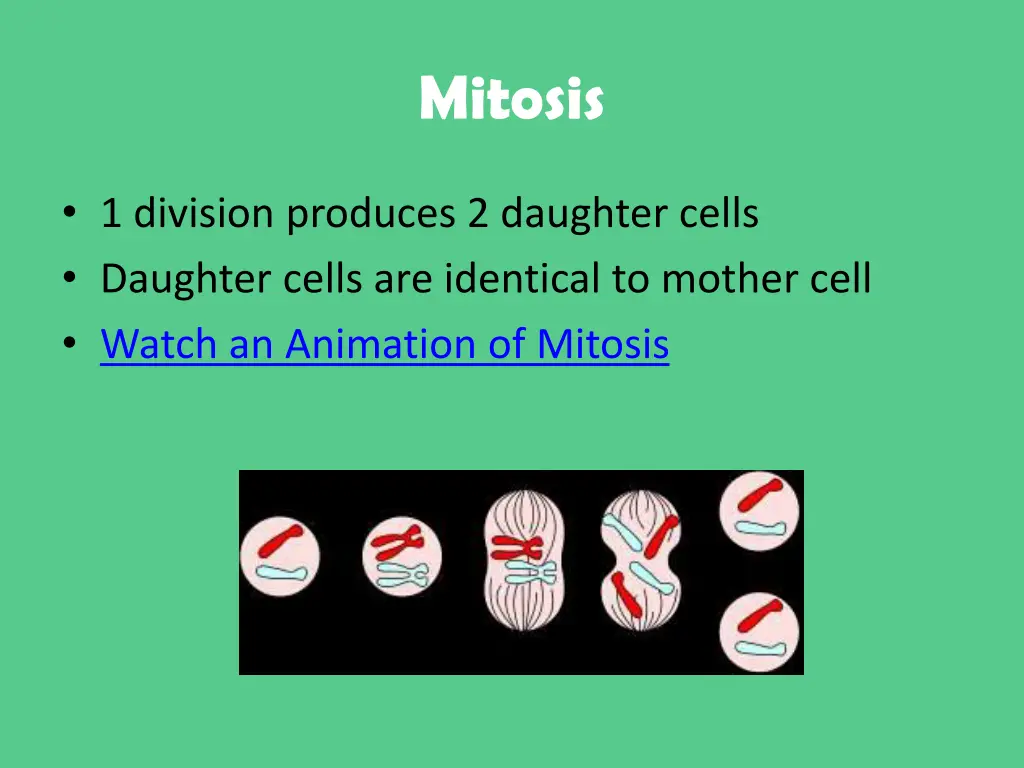 mitosis