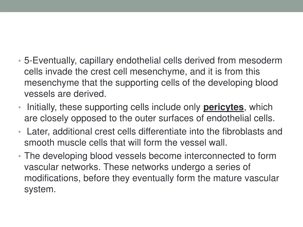 5 eventually capillary endothelial cells derived