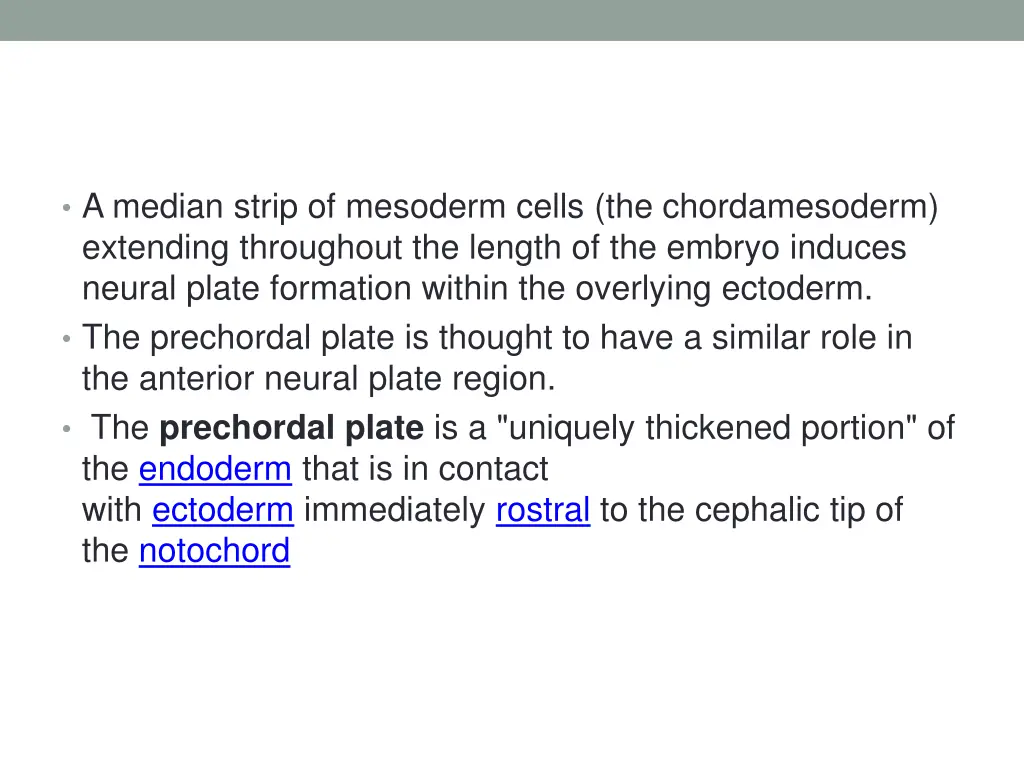 a median strip of mesoderm cells