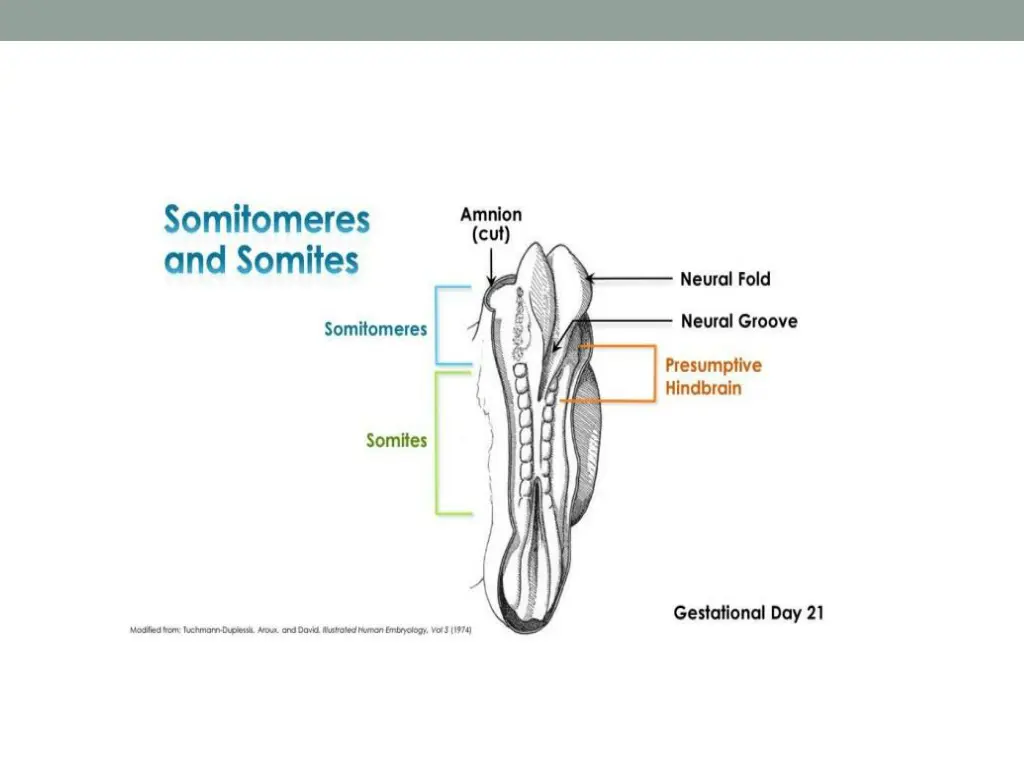 slide21