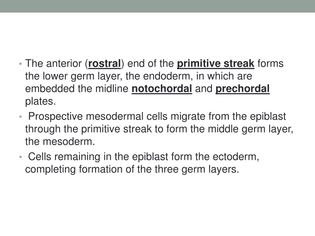 the anterior rostral end of the primitive streak