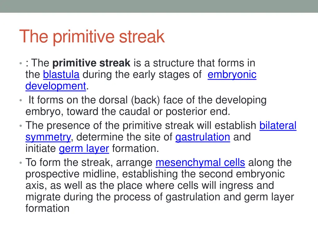 the primitive streak