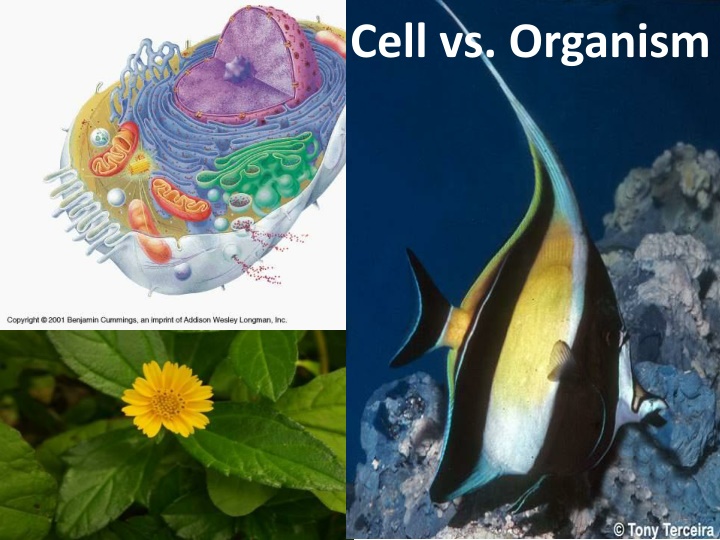 cell vs organism