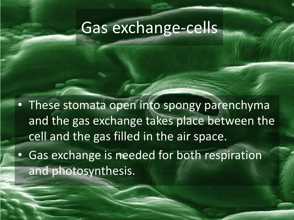 gas exchange cells 1