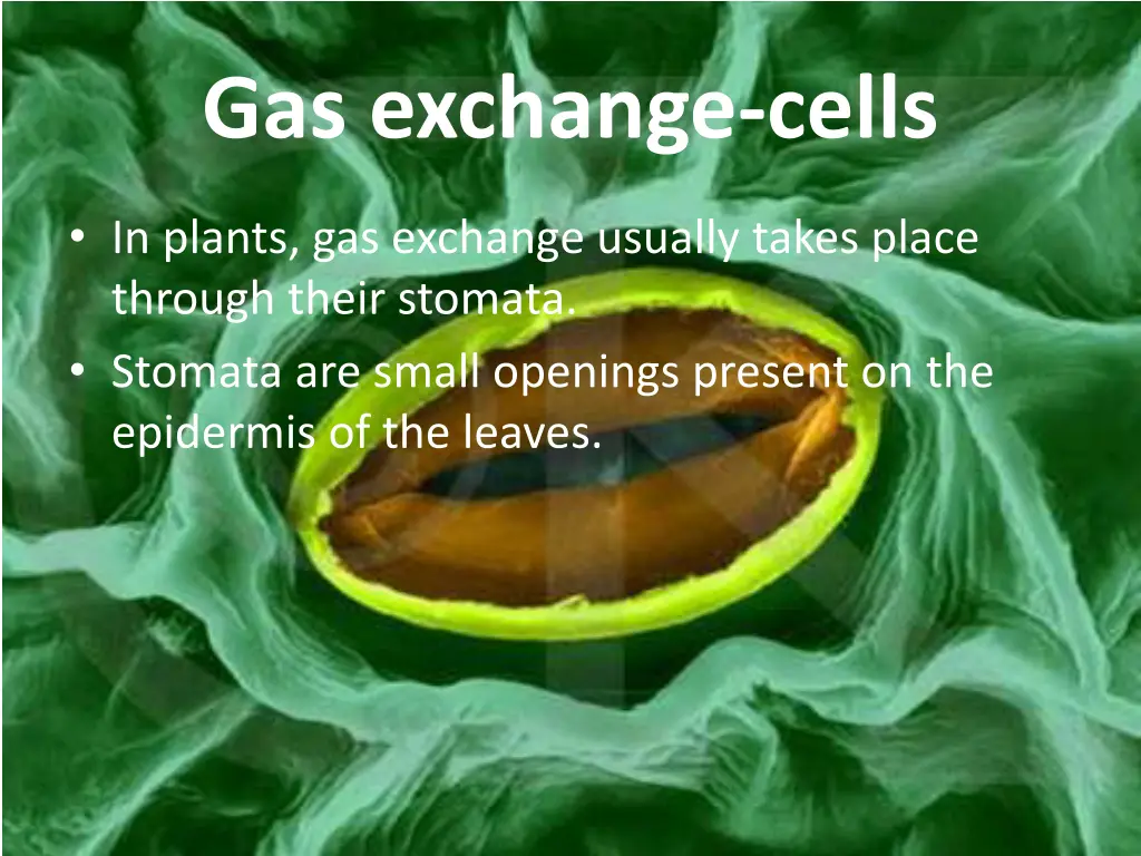 gas exchange cells