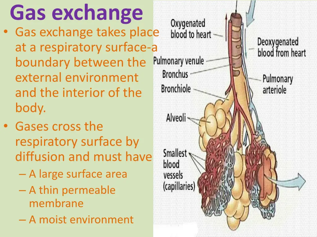 gas exchange gas exchange takes place