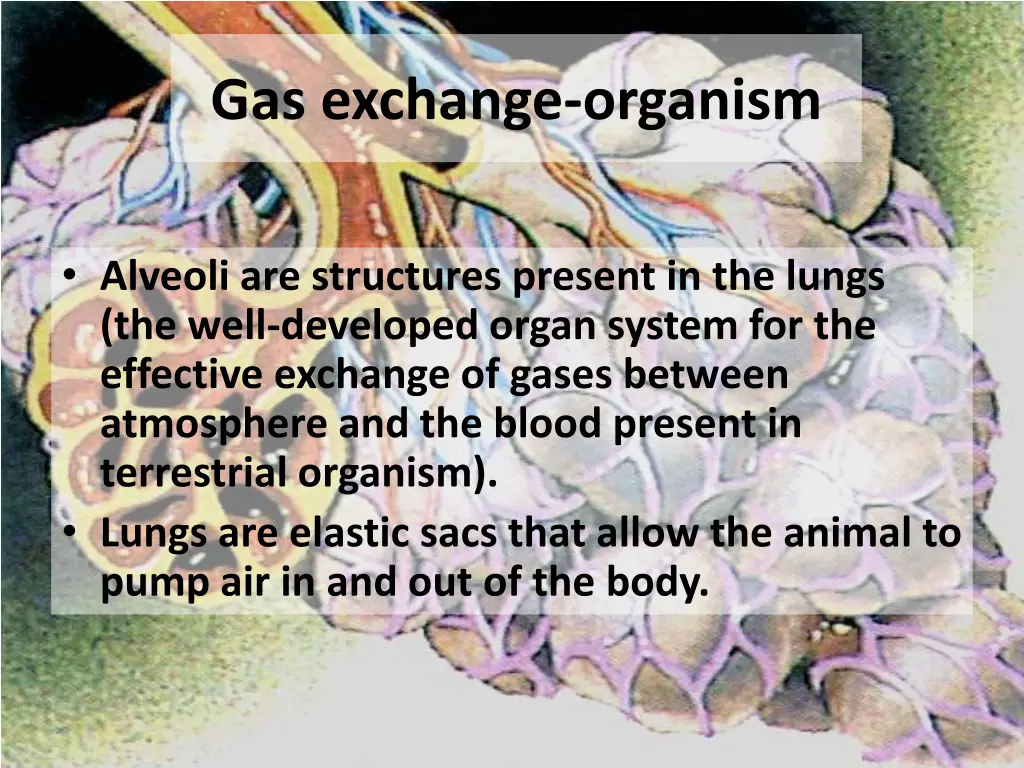 gas exchange organism 1