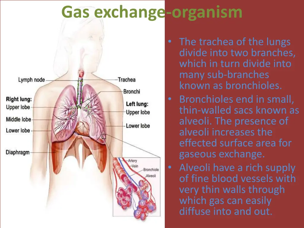 gas exchange organism 2