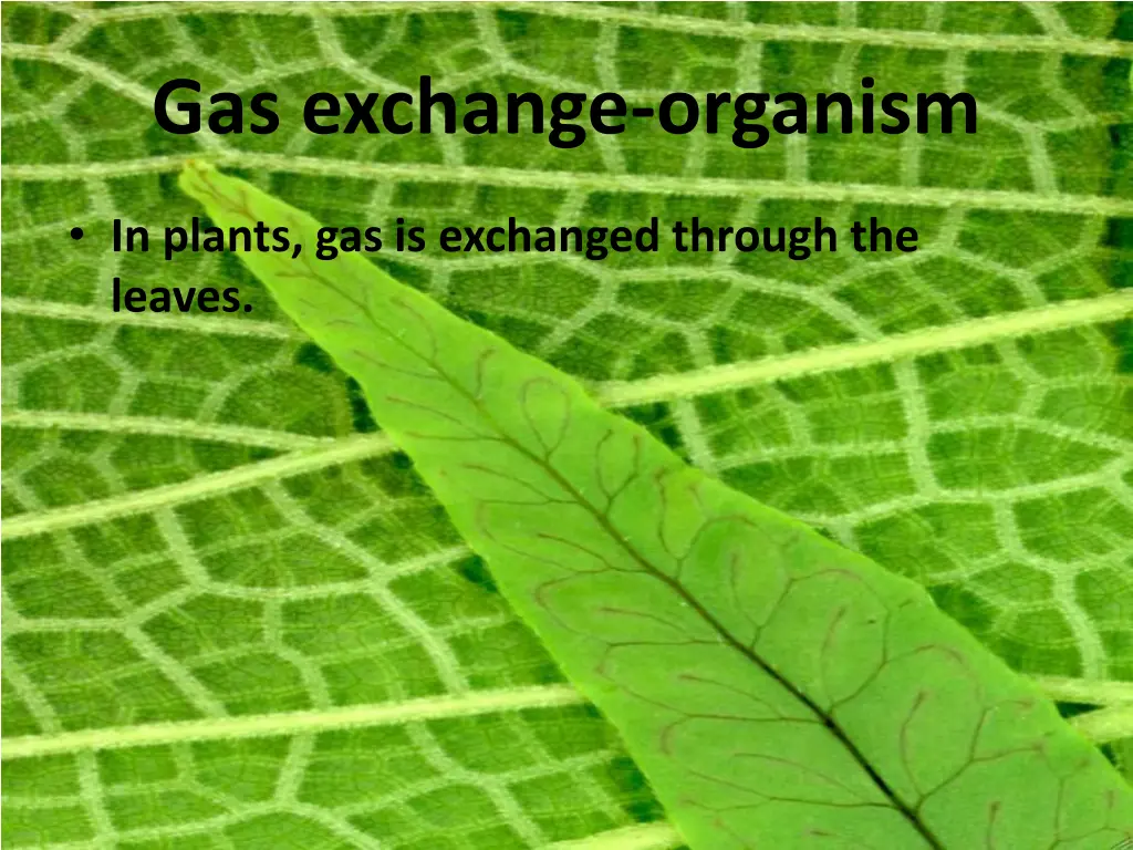 gas exchange organism