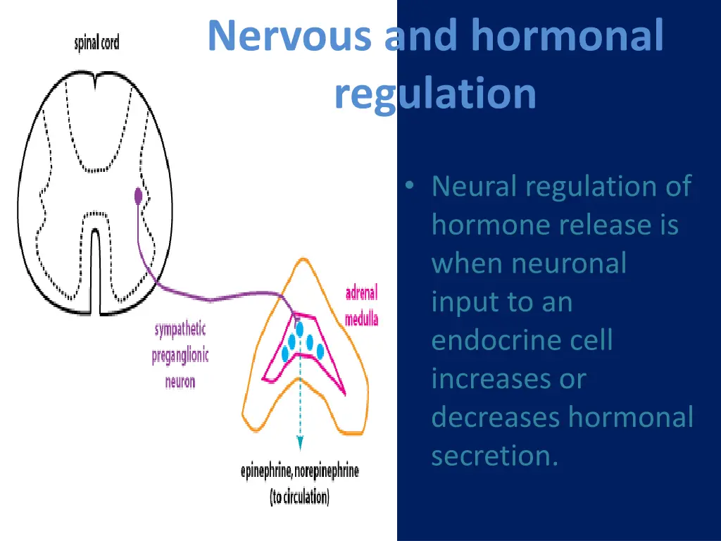 nervous and hormonal regulation 1