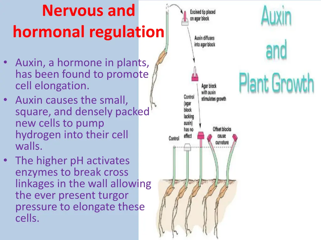 nervous and hormonal regulation 2