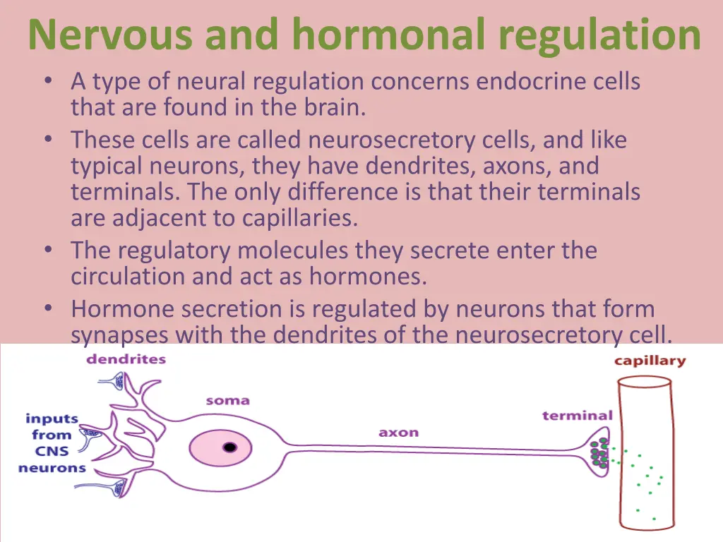 nervous and hormonal regulation a type of neural