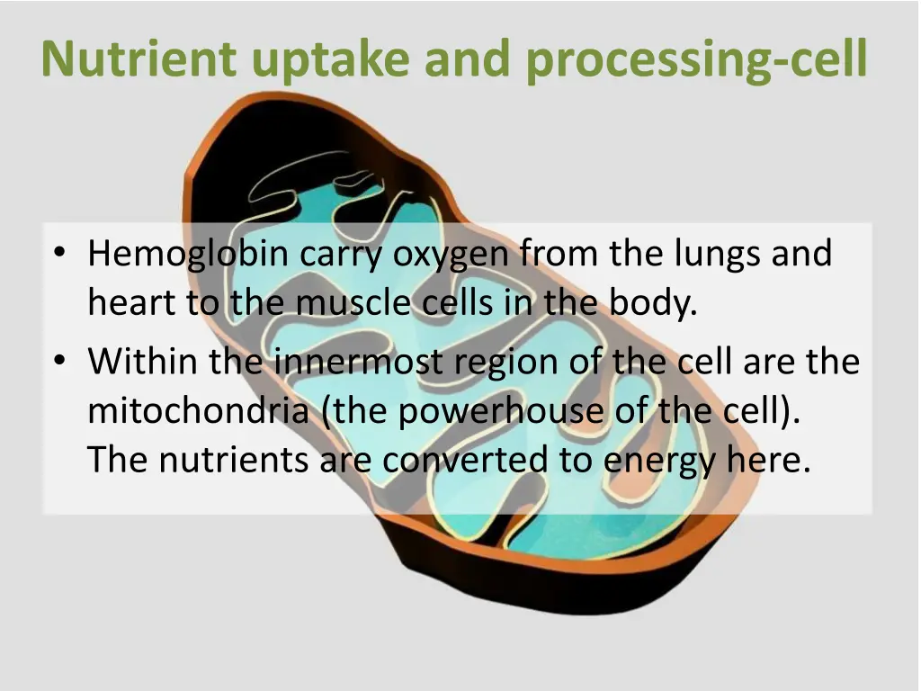 nutrient uptake and processing cell 1