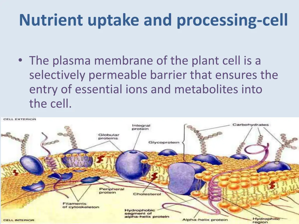 nutrient uptake and processing cell