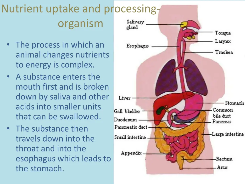 nutrient uptake and processing organism 1