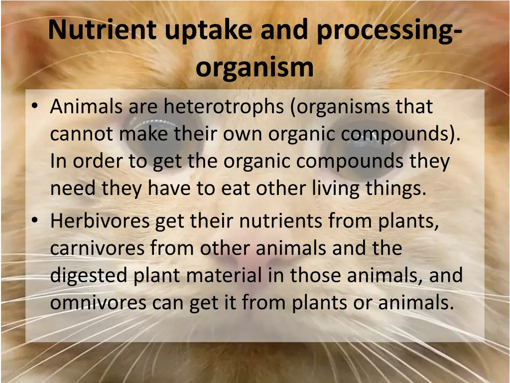 nutrient uptake and processing organism animals