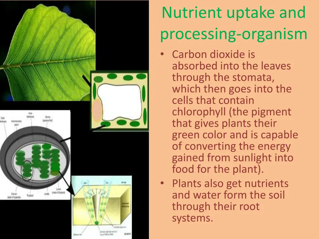 nutrient uptake and processing organism carbon