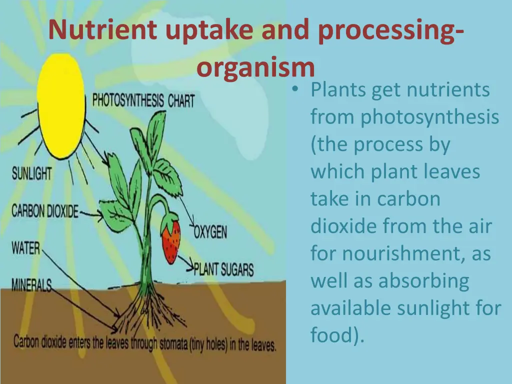 nutrient uptake and processing organism