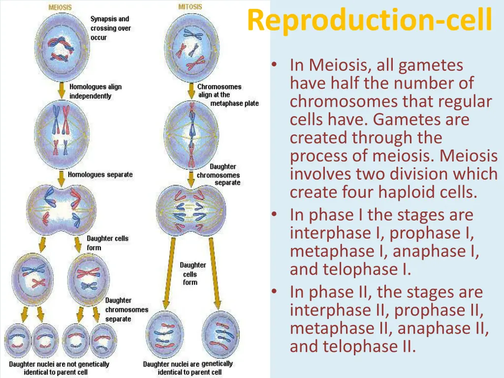 reproduction cell 2