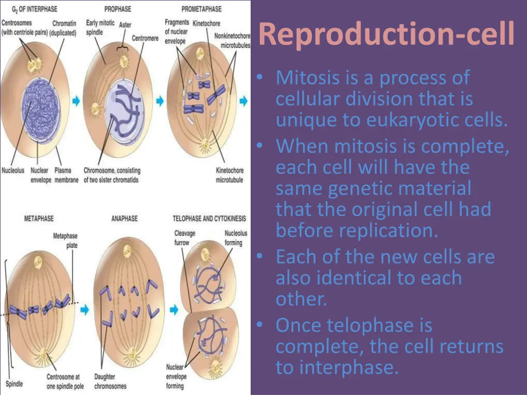 reproduction cell mitosis is a process