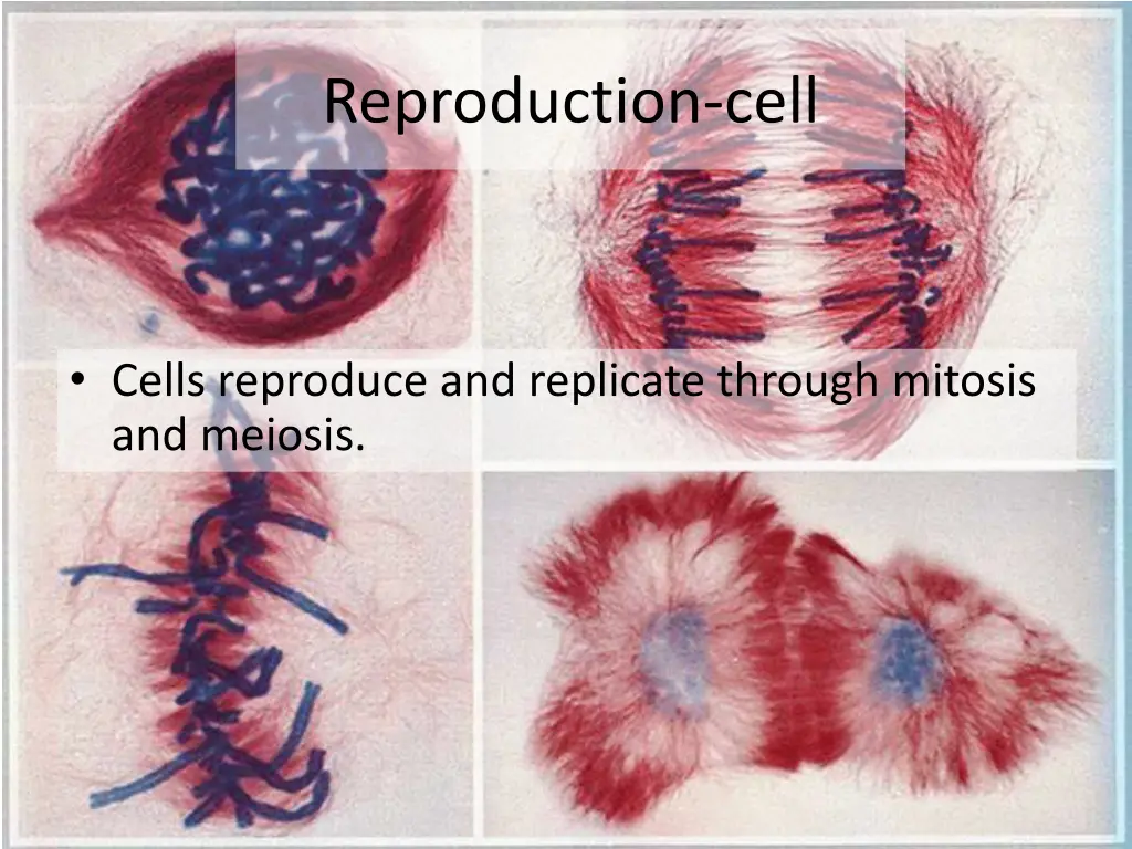 reproduction cell